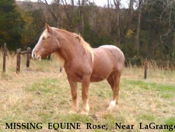 MISSING EQUINE Rose,  Near LaGrange, GA, 30241